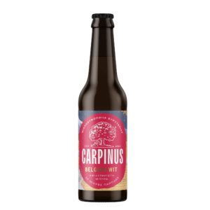 Carpinus Belgian Wit